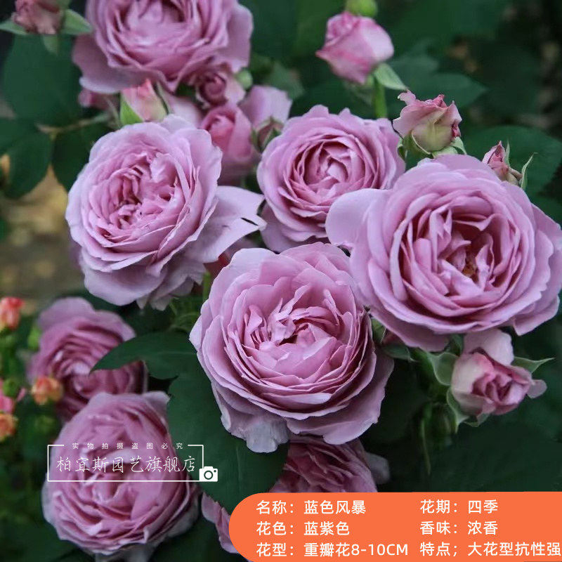 火龙果/比特哈雅 切大包子花灌木月季苗花园阳台庭院盆栽多季开花