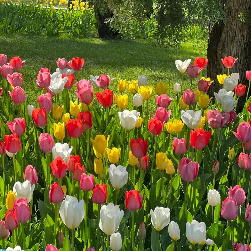 荷兰进口大球郁金香水培种球花种子秋冬季室内外年宵花卉开花土培