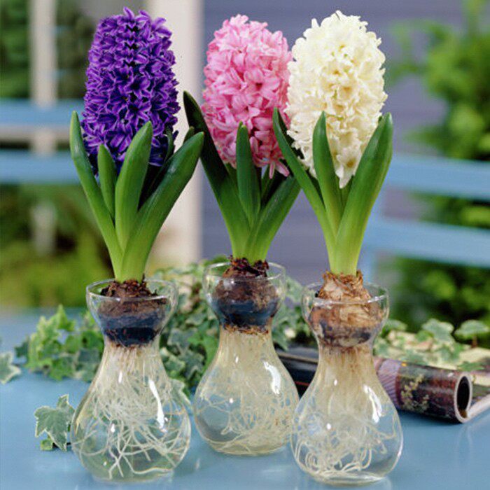 风信子种球水培套装四季水养花卉室内桌面土培盆栽植物苗花种子苗