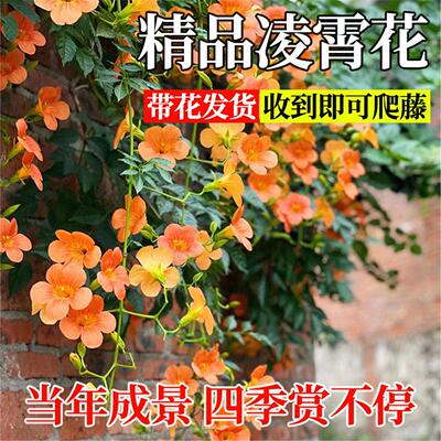 爬墙凌霄耐寒藤植物大苗绿