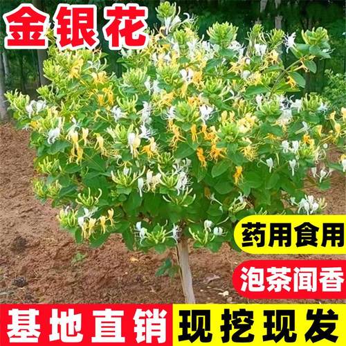 金银花树苗盆栽地食用药爬