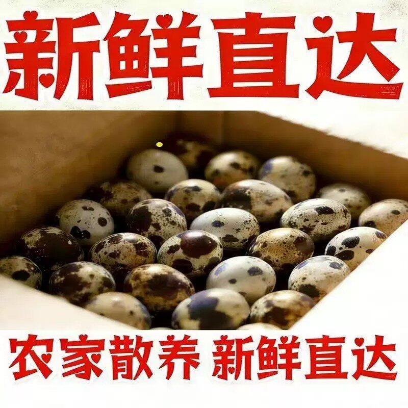 【自养新鲜营养】农家杂粮喂养新鲜生鹌鹑蛋整箱批发生鲜50枚带壳