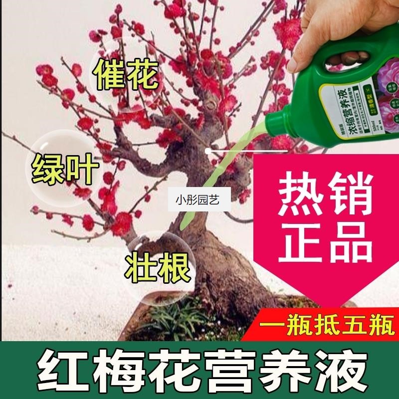 红梅花营养液通用型红梅花专用营养液花肥绿植水培植物肥料液体肥
