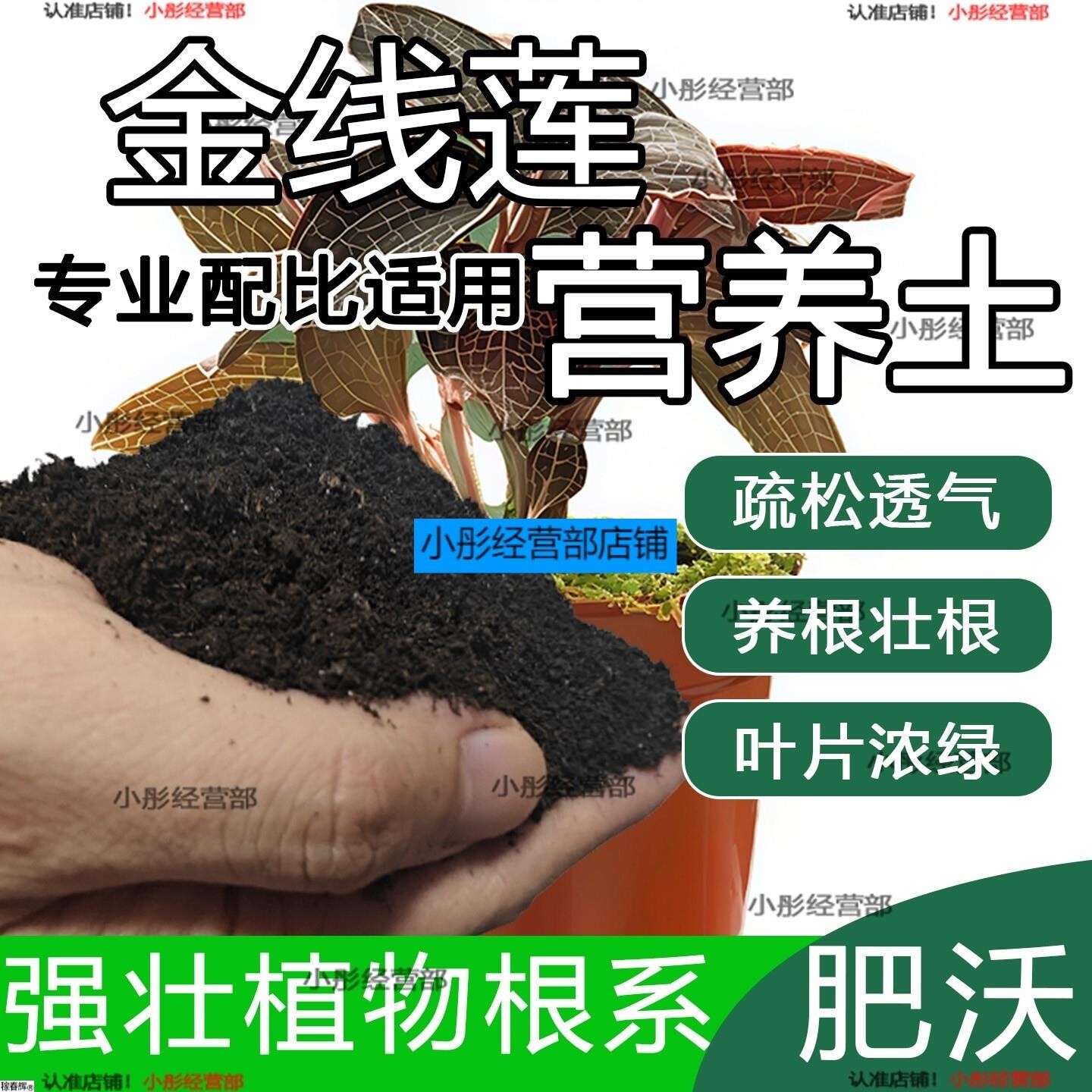 金线莲专用土金线莲专用营养土盆栽土养花种花土通用种植土壤肥料