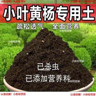 小叶专用土盆栽透气养花种植土小叶黄杨营养土绿植种花有机肥料土