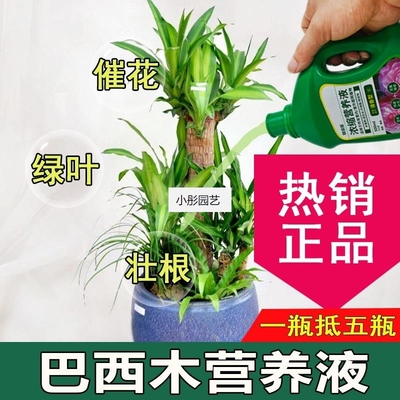 巴西木营养液通用型巴西木专用营养液花肥绿植水培植物肥料液体肥