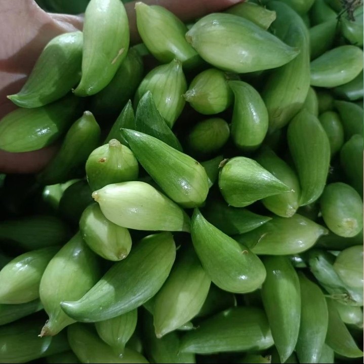 云南正宗德宏特产新鲜蔬菜小雀瓜小角瓜美味素食装短季时令蔬菜,粮油调味/速食/干货/烘焙,豆腐皮/腐竹/豆制品干货,淘宝优惠券,粉丝福利购,淘宝优惠卷