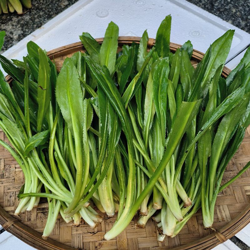 云南新鲜芫荽德宏刺芹香料宏大香菜蔬菜
