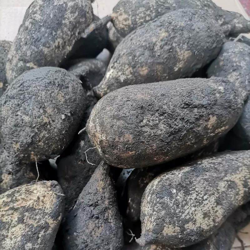 云南德宏特产农家自种新鲜蔬菜 洋丝瓜根 洋瓜 佛手瓜根 寿瓜500g,水产肉类/新鲜蔬果/熟食,佛手瓜,淘宝优惠券,粉丝福利购,淘宝优惠卷