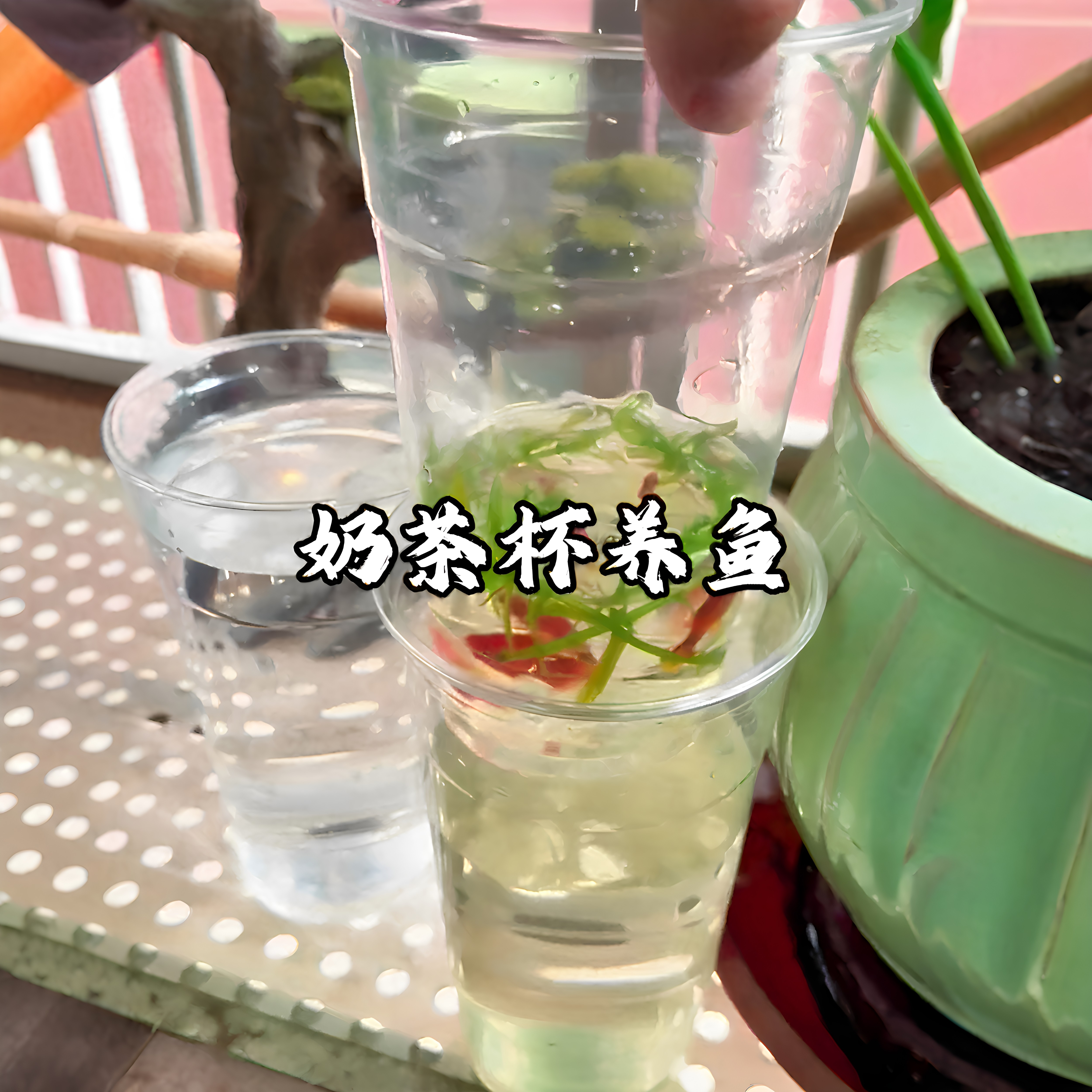 奶茶杯养鱼2026新型鱼缸一键换水便携小型桌面金鱼缸懒人养鱼神器