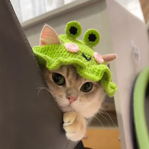 猫咪青蛙针织帽子手工毛线编织
