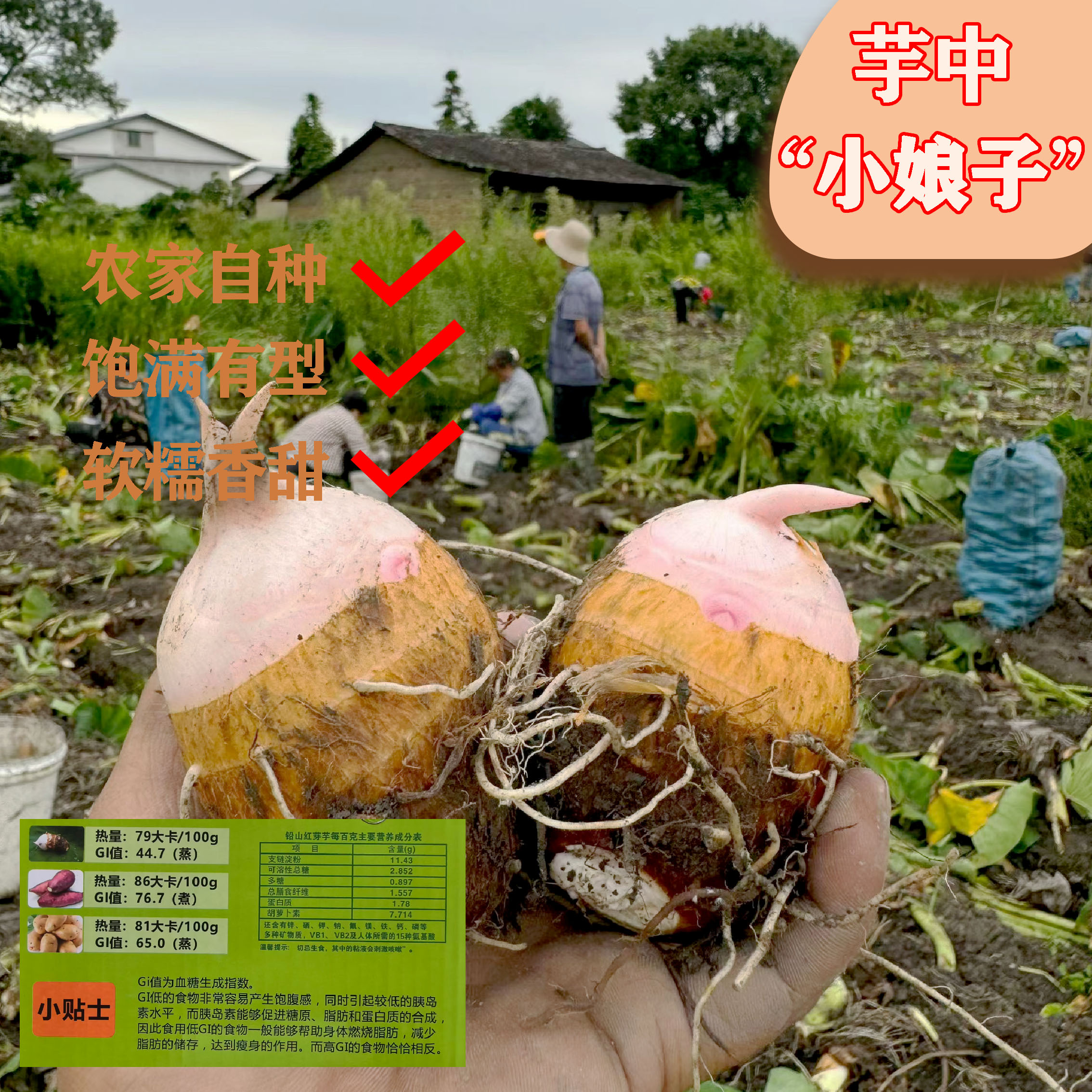江西农家自种红芽芋头软糯香甜
