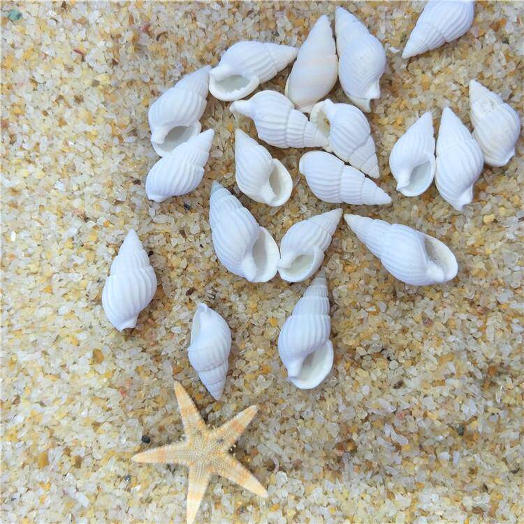 天然贝壳海螺海星 白米螺 漂流瓶微景观鱼缸装饰拍照道具黄米螺