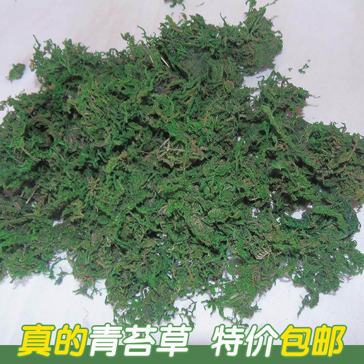 仿真青苔人造草坪植物墙 庭院环创插花 居家装饰假苔藓盆栽微景观