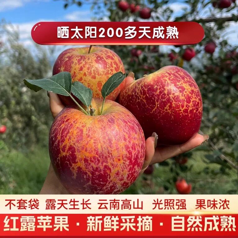 纯甜无酸云南昭通红露苹果