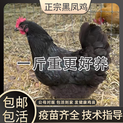 正宗黑凤鸡活苗纯种绿壳蛋鸡脱温产蛋王小鸡活苗农家散养土鸡活体