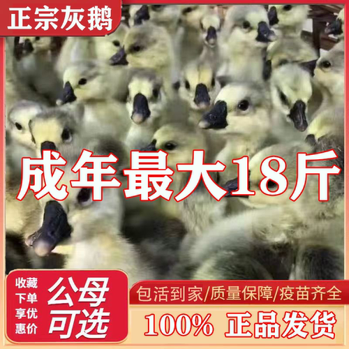 灰鹅苗正宗大雁鹅活苗脱温小鹅苗