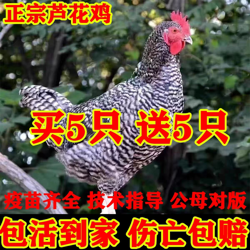 1斤正宗芦花鸡纯种汶上芦花鸡
