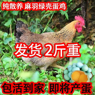 2斤土鸡活鸡麻羽活苗小鸡活苗农家散养鸡苗正宗麻羽绿壳蛋鸡活苗