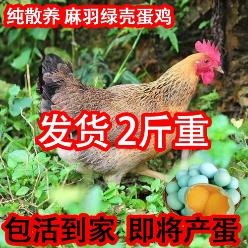 2斤土鸡活鸡麻羽活苗小鸡活苗农家散养鸡苗正宗麻羽绿壳蛋鸡活苗