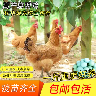 一斤正宗麻羽活苗脱温鸡苗纯种麻羽绿壳蛋鸡小鸡苗散养土鸡苗