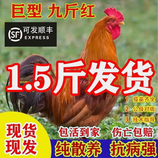 1.5斤九斤红小鸡活苗红玉阉鸡活苗散养鸡巨型红公鸡活体脱温鸡苗
