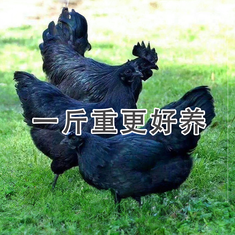 一斤正宗五黑鸡活苗脱温乌骨鸡小鸡活苗农家散养土鸡纯种绿壳蛋鸡
