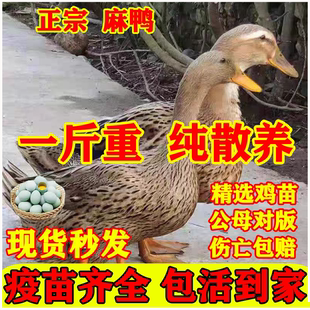 一斤正宗麻鸭子活苗脱温金锭鸭苗青头鸭子散养绿壳蛋鸭子番鸭蛋鸭