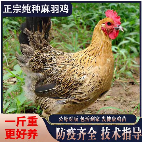 一斤正宗麻羽土鸡活苗脱温鸡小鸡
