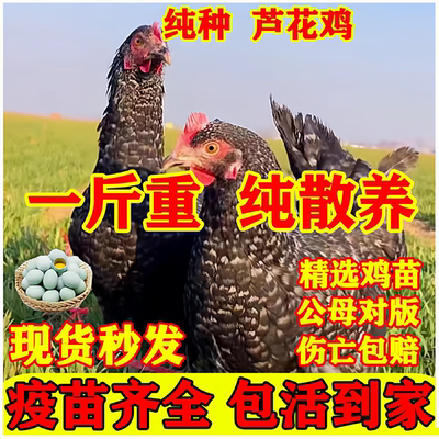 一斤正宗芦花鸡活苗纯种小鸡活苗
