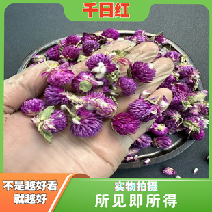 正品千日红花500g新鲜百日红花茶干花花瓣火球花搭红巧梅玫瑰花茶