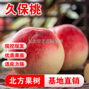 久保桃树苗嫁接甜桃子苗盆栽地栽南北方种植平谷大桃树苗当年结果