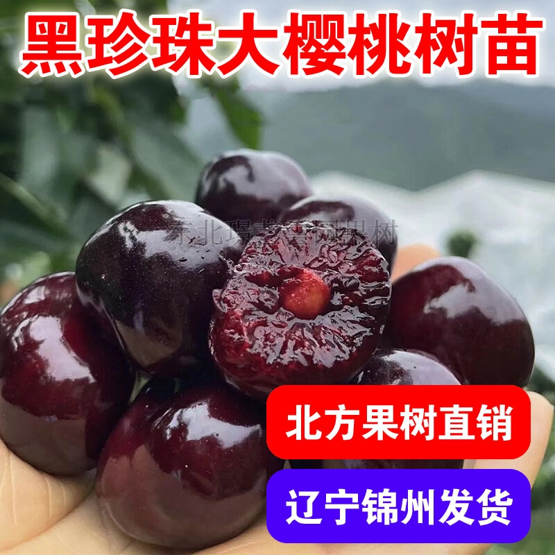 黑珍珠大樱桃树苗南北方地栽盆栽嫁接活苗特大果车厘子苗当年结果
