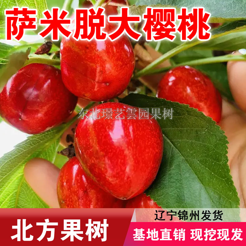 萨米脱大樱桃树苗嫁接大樱桃苗盆栽地栽南北方种植果树苗当年结果