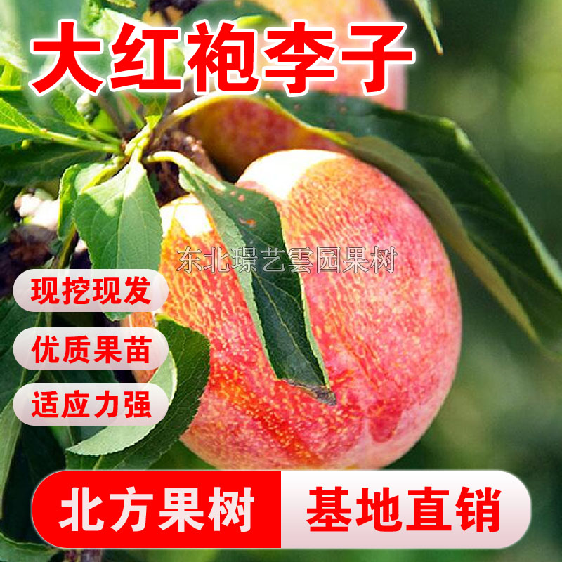 大红袍李子树苗离核香味浓酸味少嫁接李子苗全国种植易活高产果树