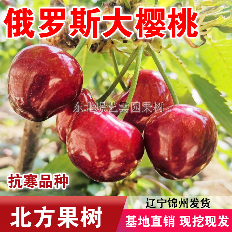 俄罗斯八号大樱桃树苗嫁接耐寒樱桃苗盆栽地栽南北方种植当年结果