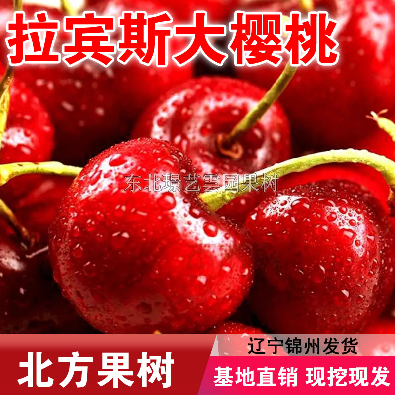 拉宾斯大樱桃树苗嫁接大樱桃苗盆栽地栽南北方种植果树苗当年结果