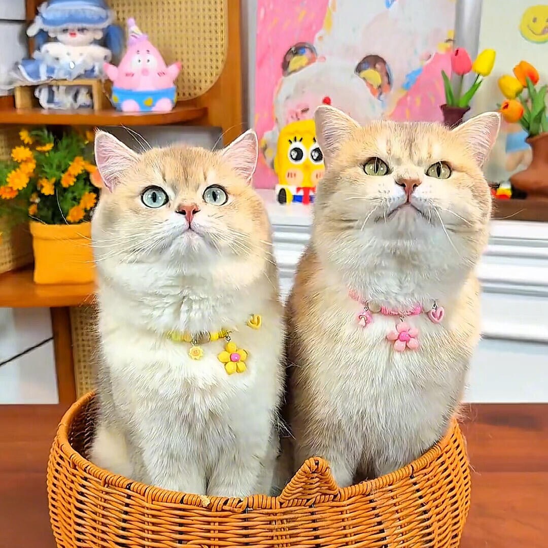猫咪驱虫项圈宠物夏季专用可调节香樟木颈链狗狗防跳蚤虫子小项链