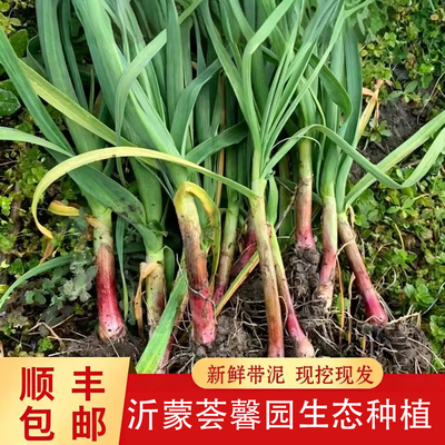 【顺丰速运】蒜苗农场种植，不用化肥激素自然生长酵素种植无农残