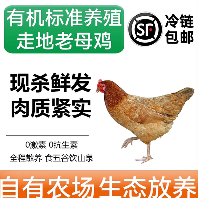 正宗沂蒙散养走低老母鸡整只现发