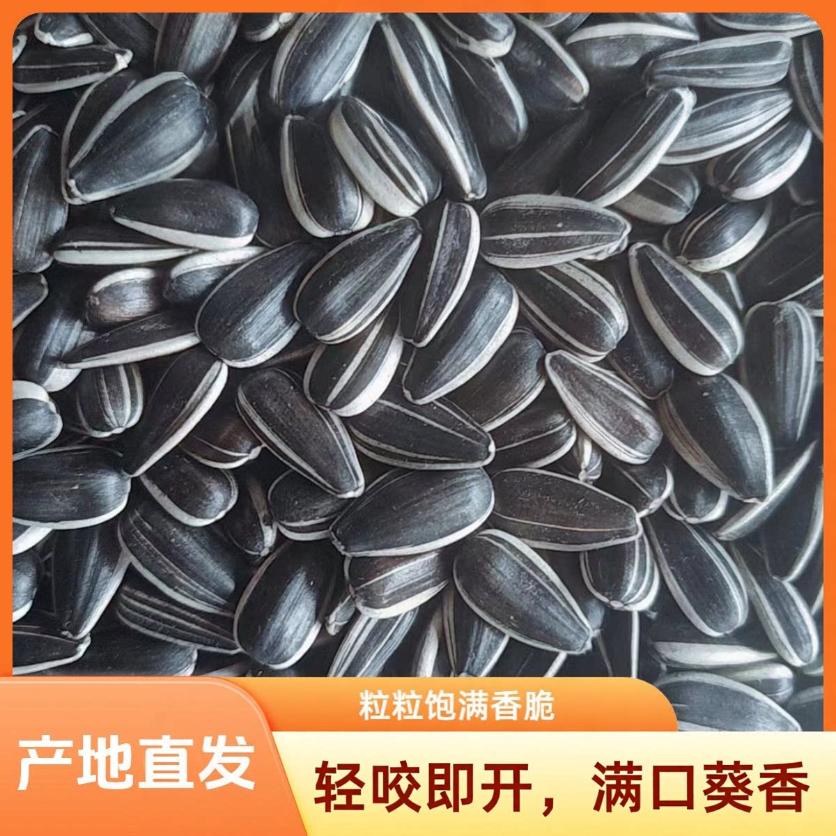 花珍珠油葵内蒙瓜子小油葵原味葵花籽原味新货休闲零食炒货批发