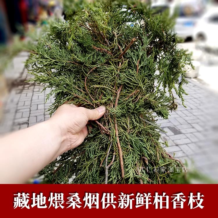 煨桑烟供火供新鲜柏香枝藏地寺院法会树枝香薰料天然藏香净宅密宗