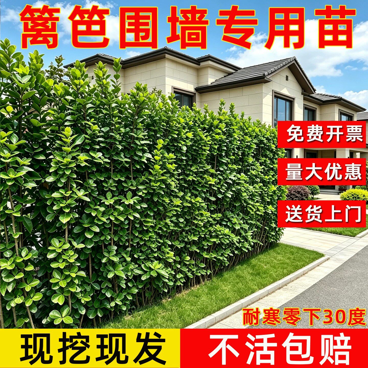 北海道黄杨苗直立冬青树苗大叶黄杨冬青四季常青耐寒庭院围墙绿篱