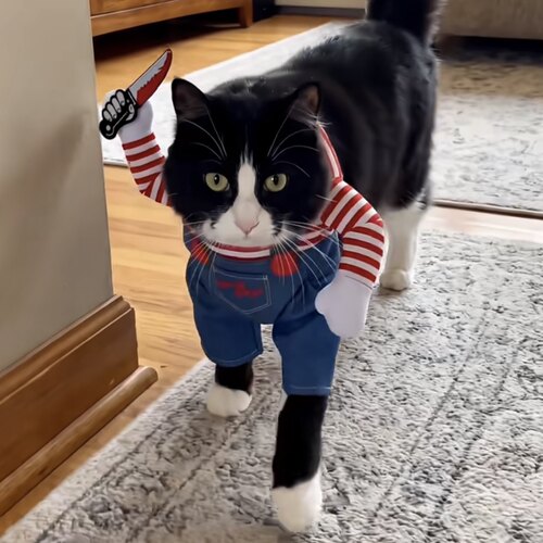 万圣节猫咪服装狗狗拿刀衣服道具