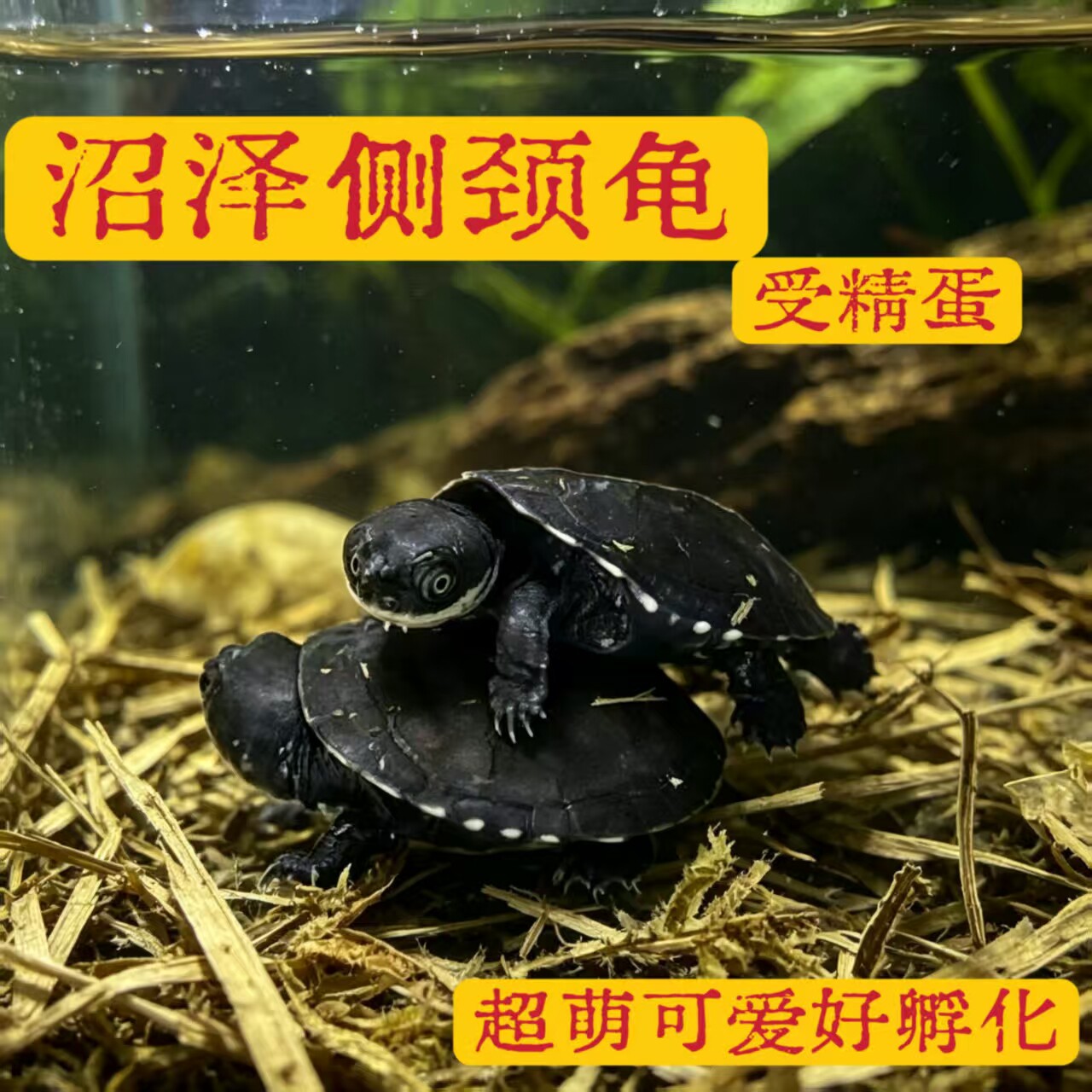 超萌沼泽侧颈蛋龟网红宠物乌龟蛋包受精包孵化可爱笑脸西非侧颈龟