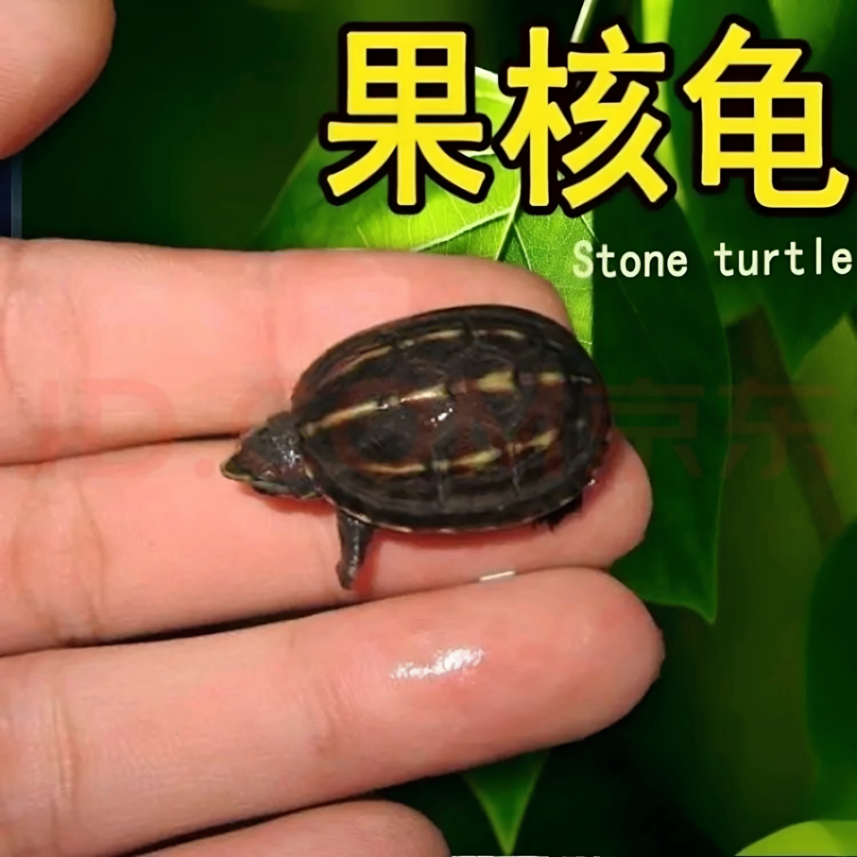 果核蛋龟小乌龟活体深水蛋龟观赏招财宠物小果核泥龟受精蛋包孵化