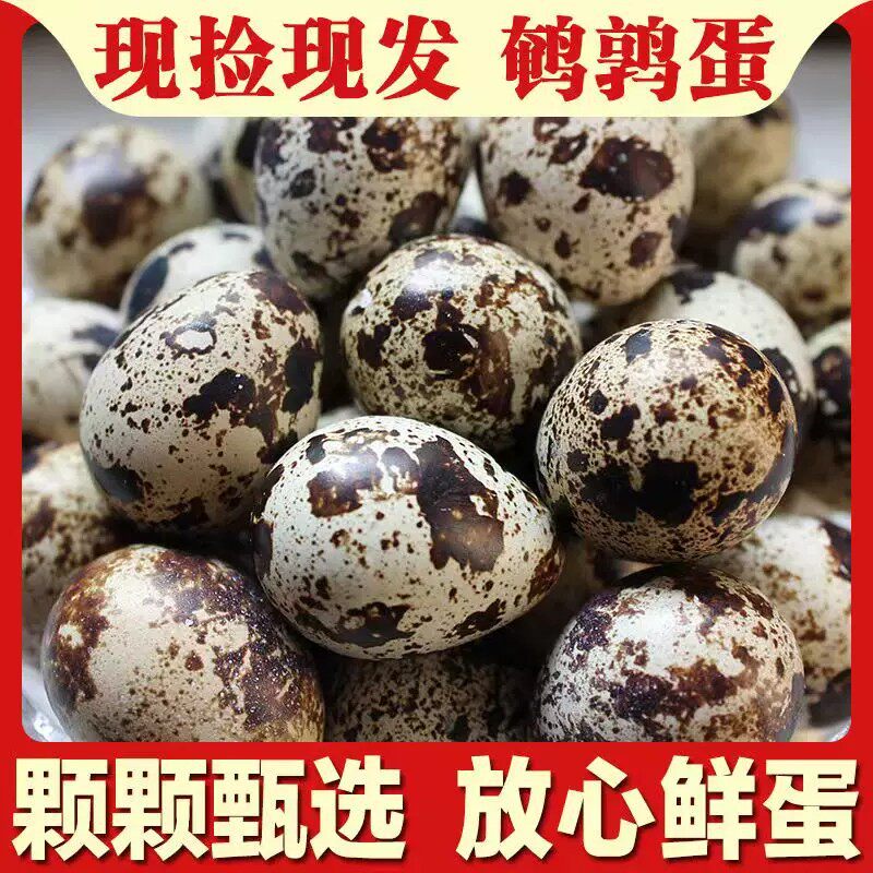 生鹌鹑蛋新鲜现捡农家杂粮喂养的鸟蛋孕妇辅食50枚整箱 发货