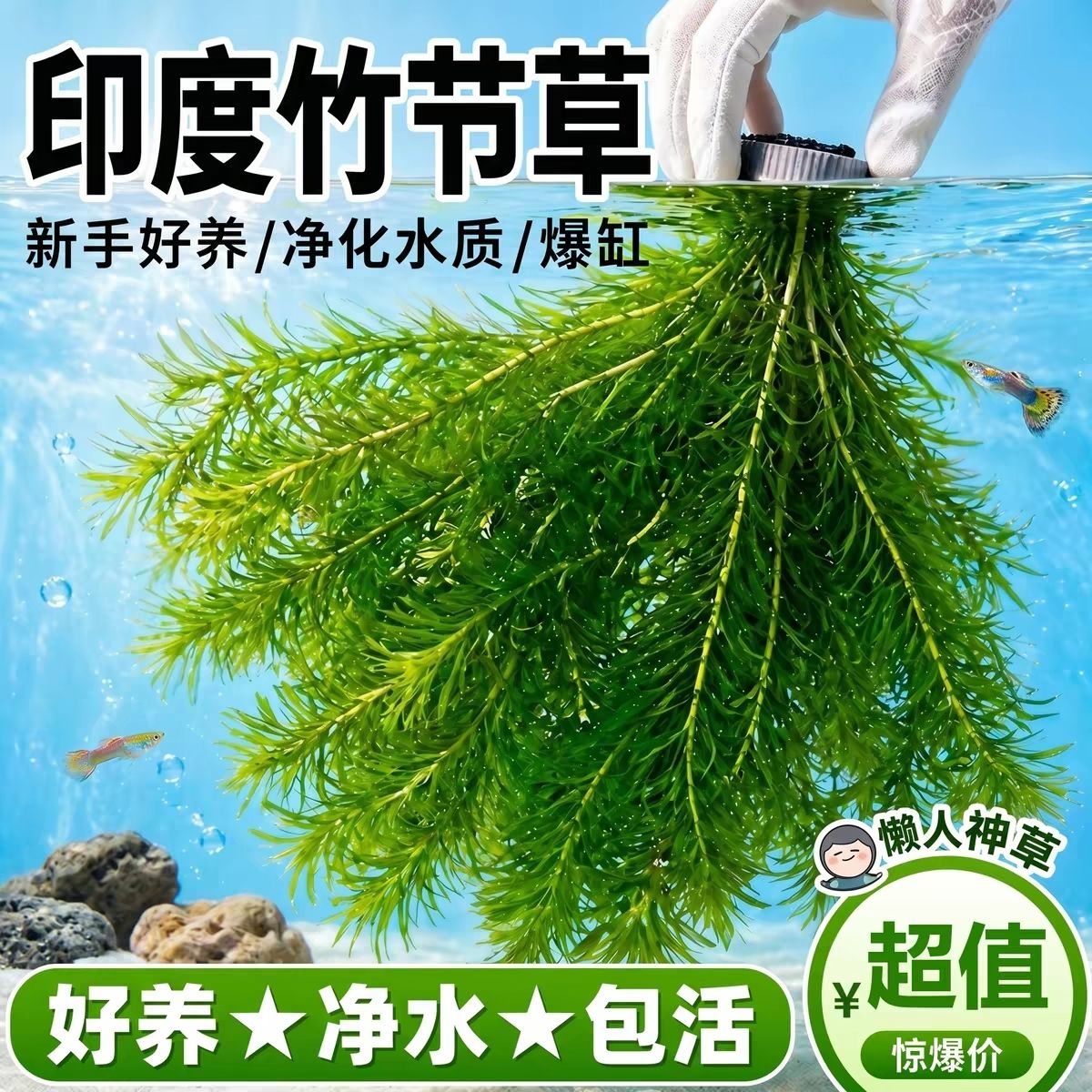 水草印度小竹节草好养植物鱼缸水族箱装饰造景绿菊蜈蚣草净水真草