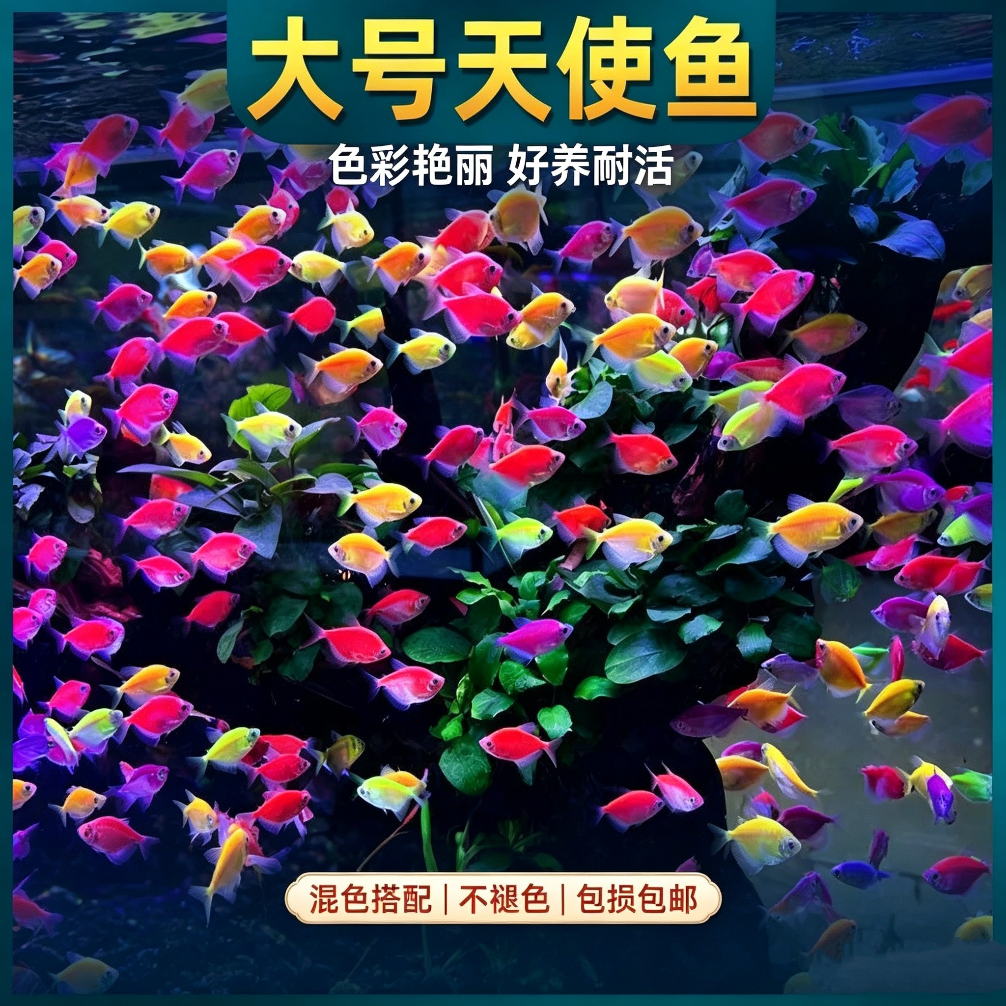 天使鱼观赏鱼活鱼大号群游活体斑马孔雀热带鱼小型鱼淡水好养耐活