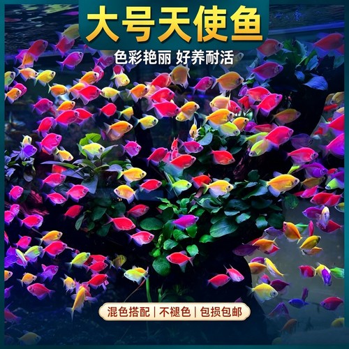 天使鱼观赏鱼活鱼大号群游活体斑马孔雀热带鱼小型鱼淡水好养耐活